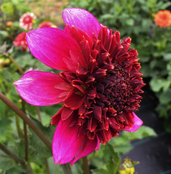 Dahlia The Phantom